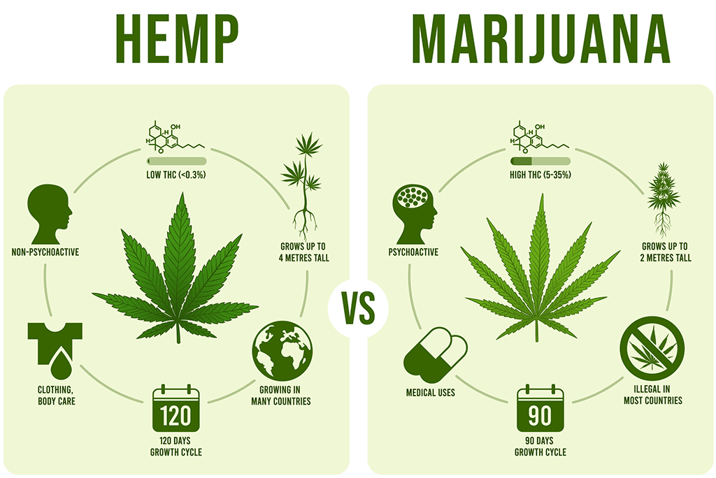 hemp vs. marijuana